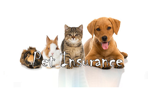 Bảo hiểm vật nuôi (Pet Insurance) là gì? Chi phí bảo hiểm thú cưng