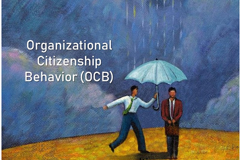 Hành vi công dân tổ chức (Organizational Citizenship Behavior - OCB) là gì?