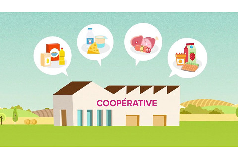 Hợp tác xã nông nghiệp (Agricultural cooperative) là gì? Đặc điểm