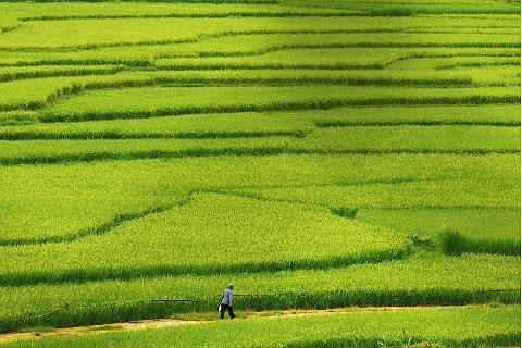 Quảng canh nông nghiệp (Extensive farming) là gì? Quảng canh và thâm canh