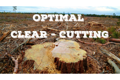 Khai thác trắng (Optimal clear - cutting) là gì?