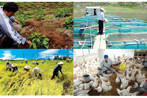 Giá trị sản xuất ngành nông nghiệp (Value of Agricultural Production) là gì?