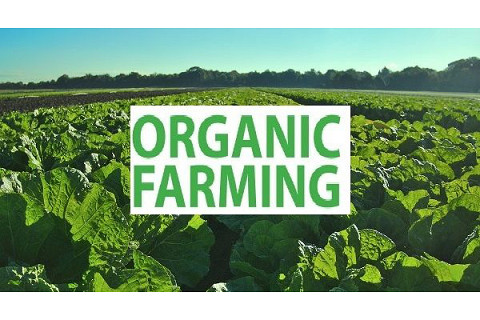 Nông nghiệp hữu cơ (Organic Agriculture) là gì? Nguyên tắc và lợi ích