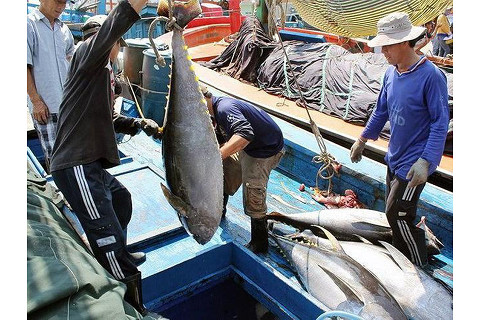 Hiệp hội Cá ngừ Việt Nam (Vietnam Tuna Association - VINATUNA) là gì?