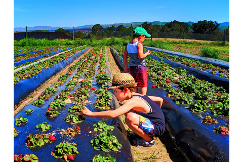 Du lịch nông nghiệp (Agritourism) là gì? Phân biệt với du lịch nông thôn