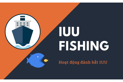 Hoạt động đánh bắt IUU (IUU fishing) là gì?