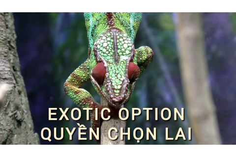 Quyền chọn lai (Exotic Option) là gì? Những đặc điểm cần lưu ý