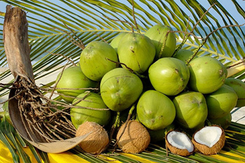 Hiệp hội Dừa Bến Tre (Ben Tre Coconut Association - BTCA) là gì?