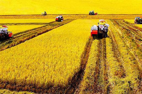 Chuyển dịch cơ cấu kinh tế nông nghiệp (Agricultural Restructuring) là gì?