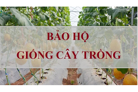 Giống cây trồng (Cultivar) là gì? Bảo hộ quyền đối với giống cây trồng