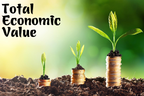 Tổng giá trị kinh tế (Total Economic Value) là gì?