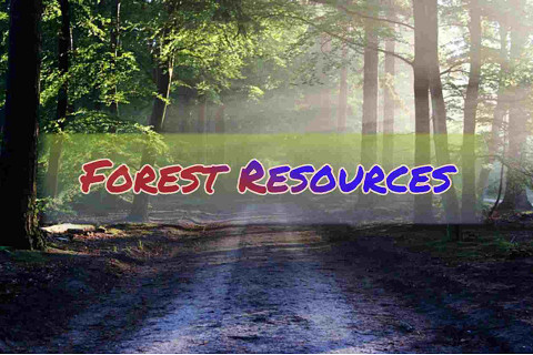 Tài nguyên rừng (Forest resources) là gì?