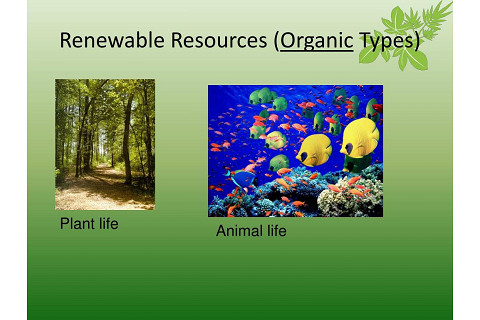 Tài nguyên có thể tái tạo (Renewable resources﻿) là gì?