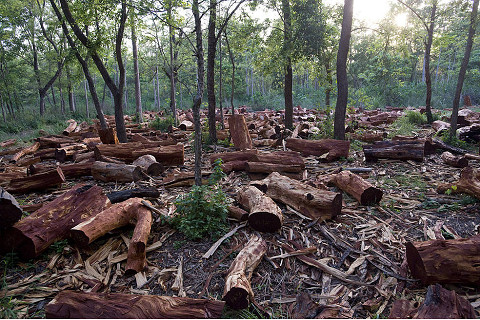 Suy giảm tài nguyên rừng (Forest degradation) là gì? Nguyên nhân