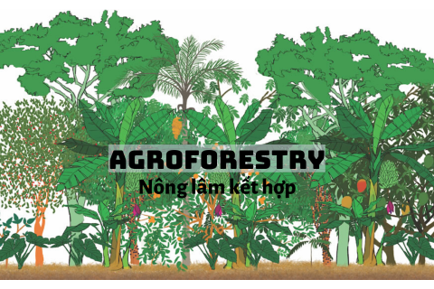 Nông lâm kết hợp (Agroforestry) là gì? Tầm quan trọng