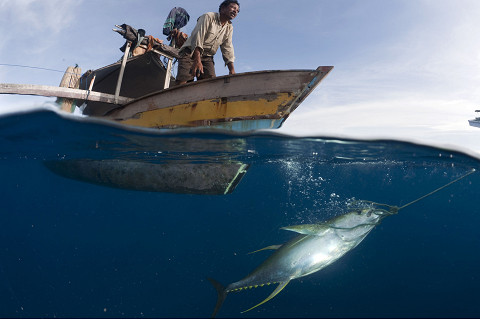 Hoạt động thủy sản (Fishery Activities) là gì? Nguyên tắc hoạt động thủy sản