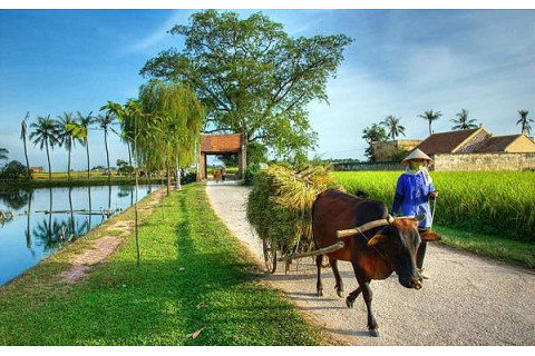 Dự án phát triển nông thôn (Rural Development Project) là gì? Đặc điểm