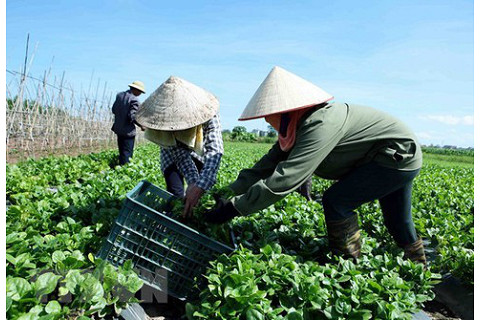 Qui hoạch phát triển nông thôn (Rural Development Planning) là gì? Mục tiêu