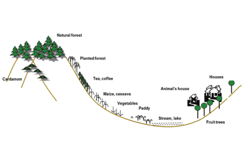 Sơ đồ mặt cắt (Transect Mapping) là gì? Các bước tiến hành