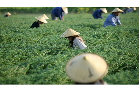 Lao động nông thôn (Rural Labor) là gì? Đặc điểm