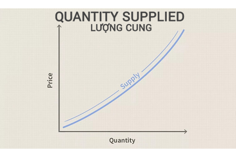 Lượng cung (Quantity Supplied) là gì? Đặc điểm và cách xác định trong thị trường hoàn hảo